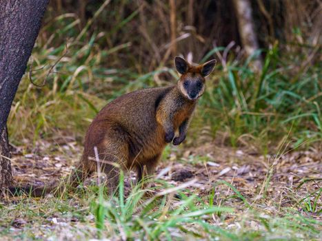 A Wallaby in the Wild