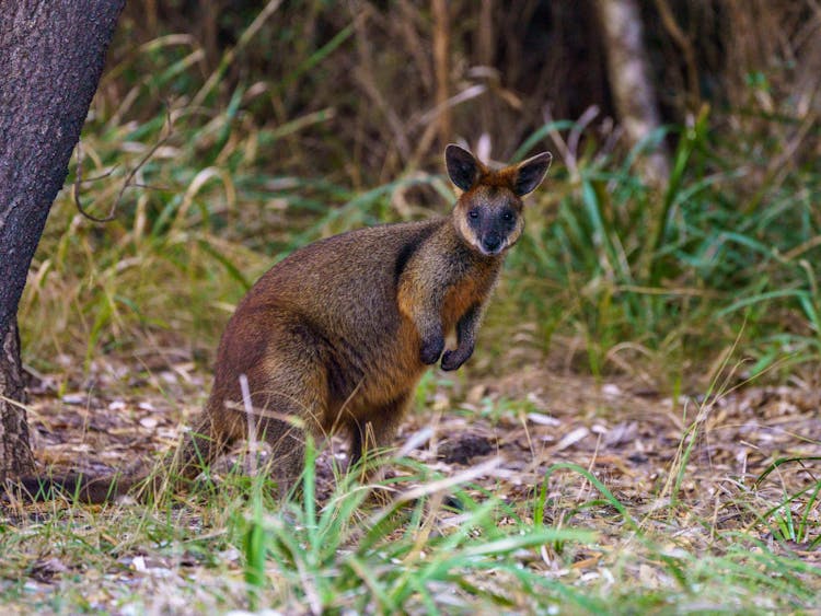 A Wallaby In The Wild