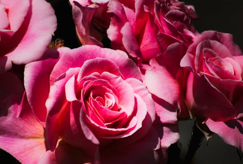 ピンクのバラの花の無料の写真素材