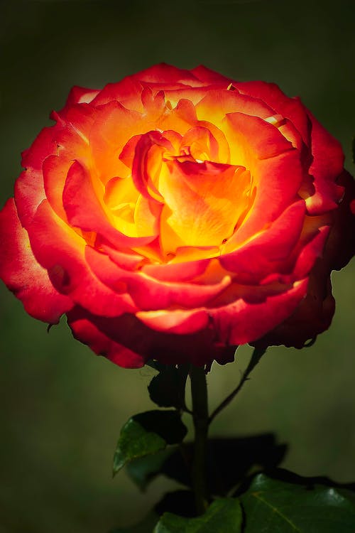 バラの花の無料の写真素材