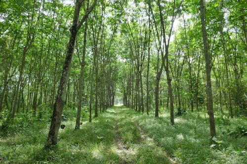 무료 나무, 숲, 자연의 무료 스톡 사진