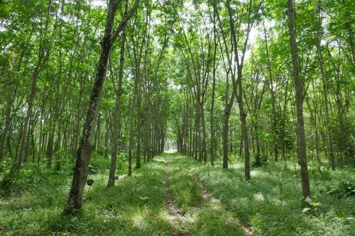Free A serene forest pathway lined with vibrant green trees, capturing the essence of summer. Stock Photo