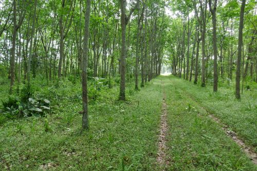 Free A serene forest path surrounded by tall green trees and lush vegetation. Stock Photo