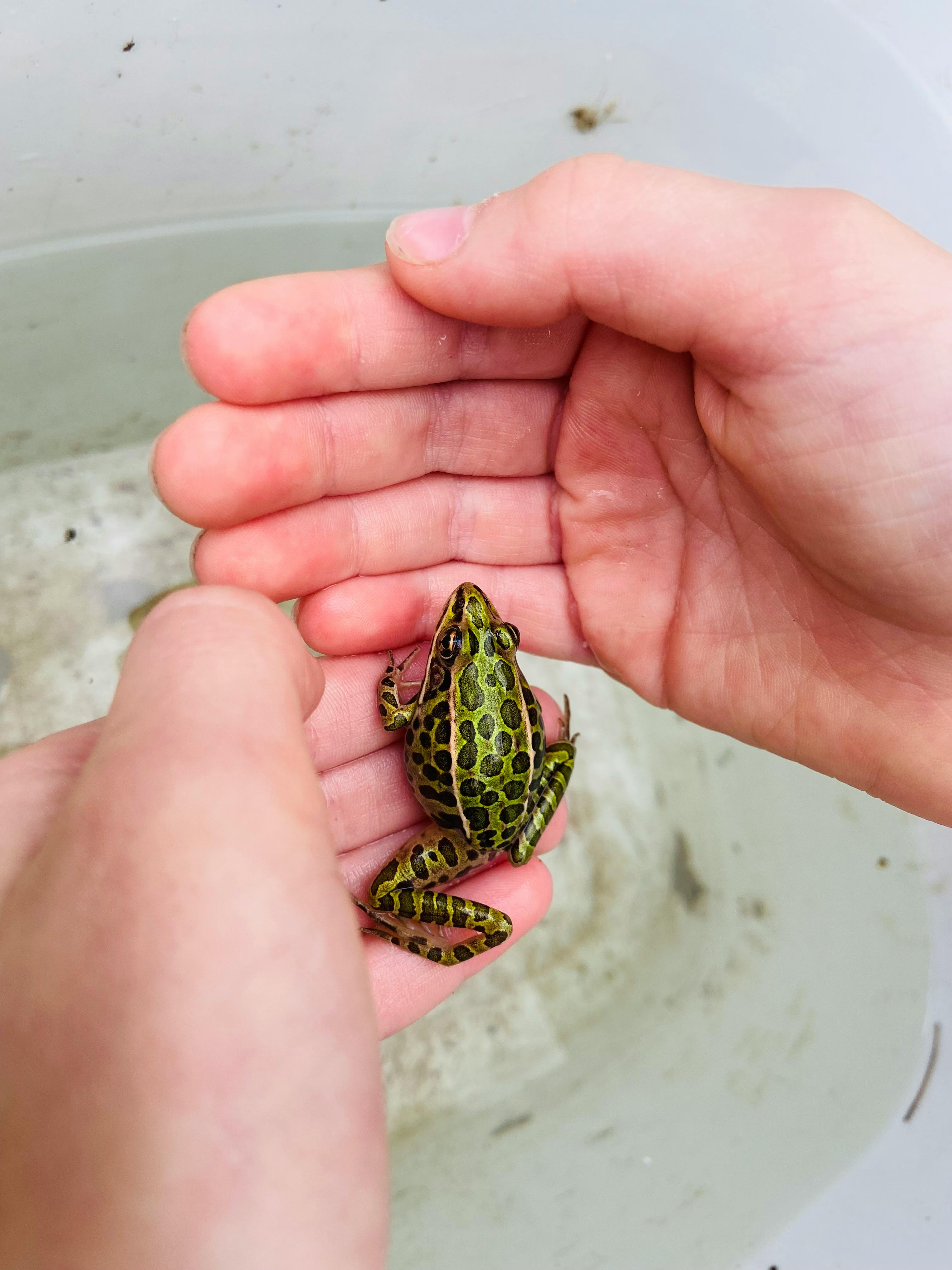 Northern Leopard Frog on a Person's Hand · Free Stock Photo