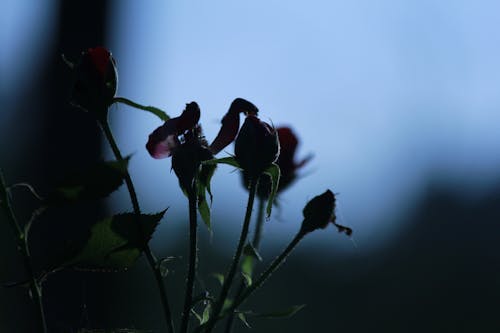 Free stock photo of angel s breath flowers, black rose, closeup