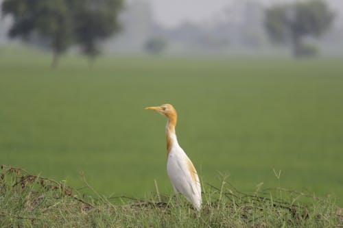 White Bird on Green Grass Field