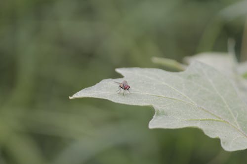 Gratis lagerfoto af blad, flue, insekt