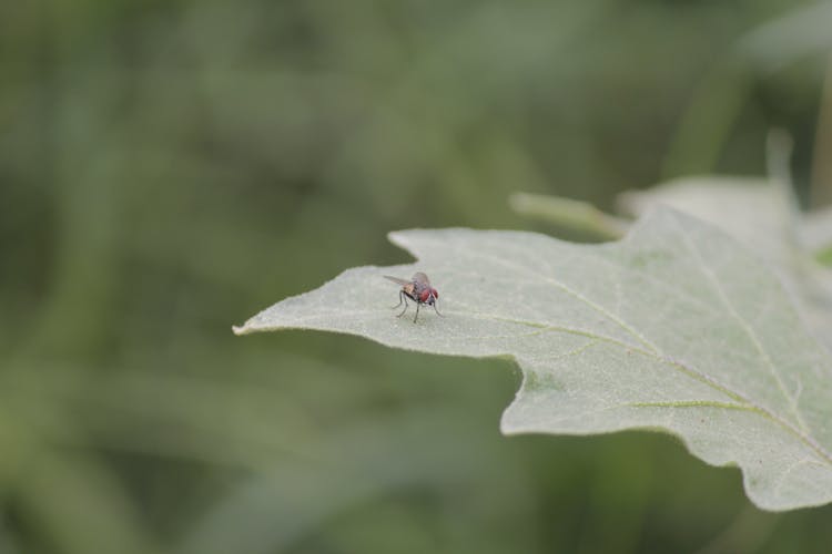 Fly On A Leaf