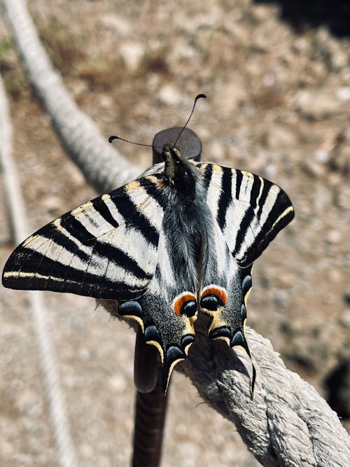 Scarce Swallowtail Perched on a Rope