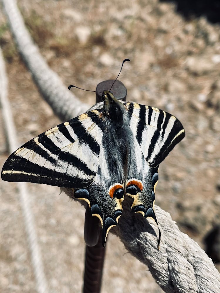 Scarce Swallowtail Perched On A Rope