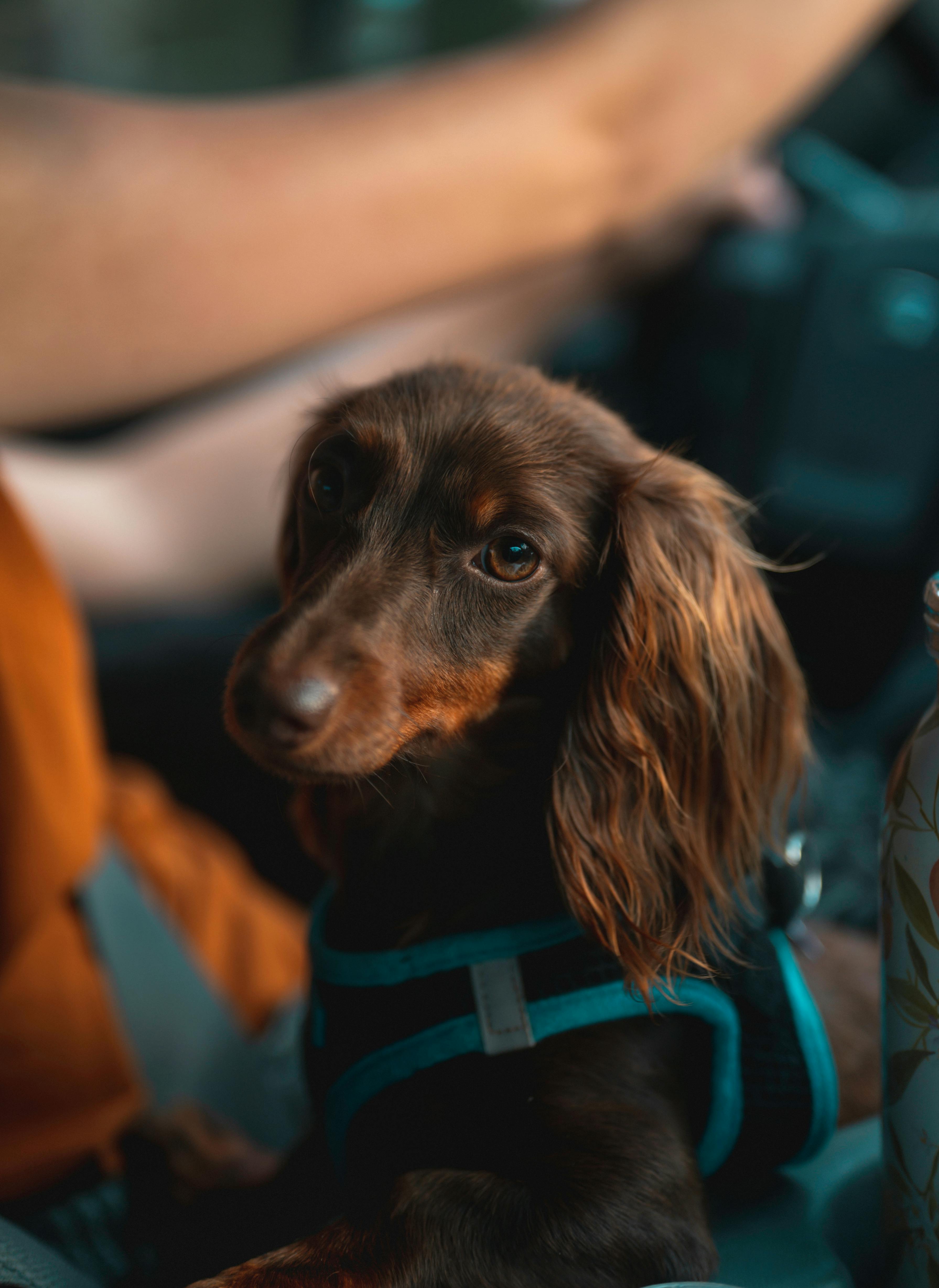 Dvergdachshund langhåret