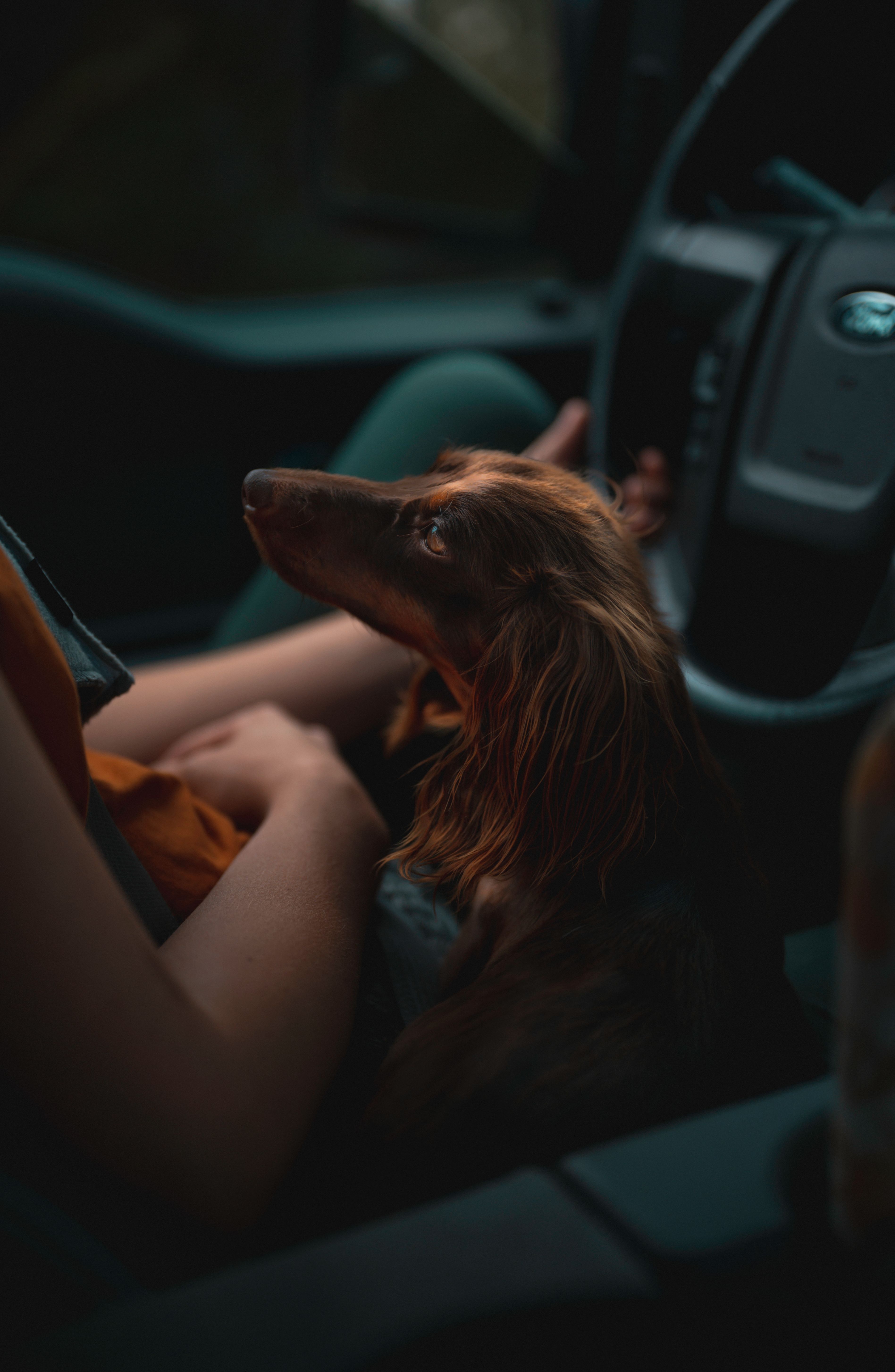 How to Prepare Your Dog for a Calm Car Ride Without Stress