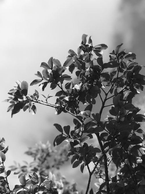 Free Black and white photo of plant foliage creating a silhouette against the sky. Stock Photo