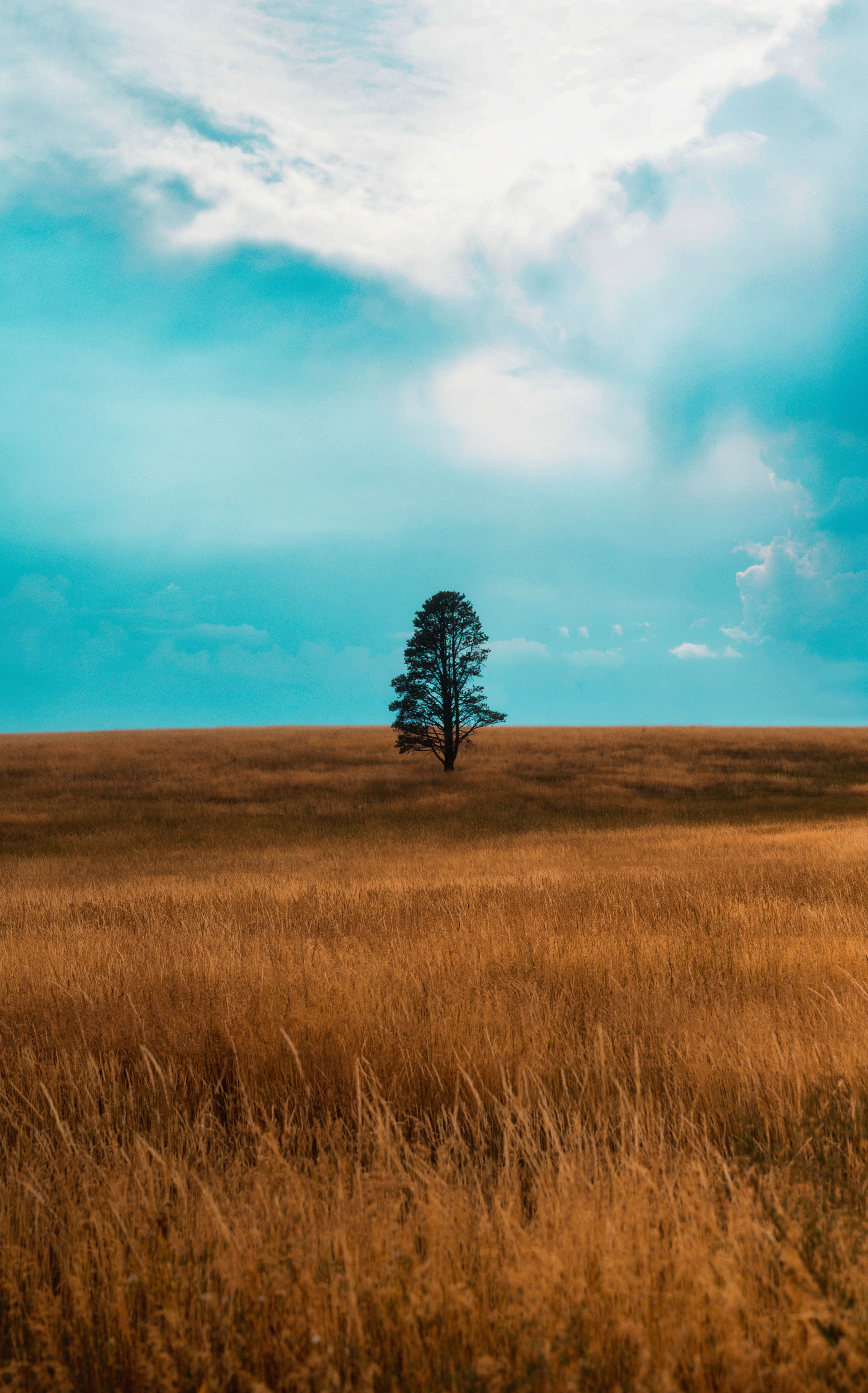 Brown Grass Field Under Blue Sky · Free Stock Photo
