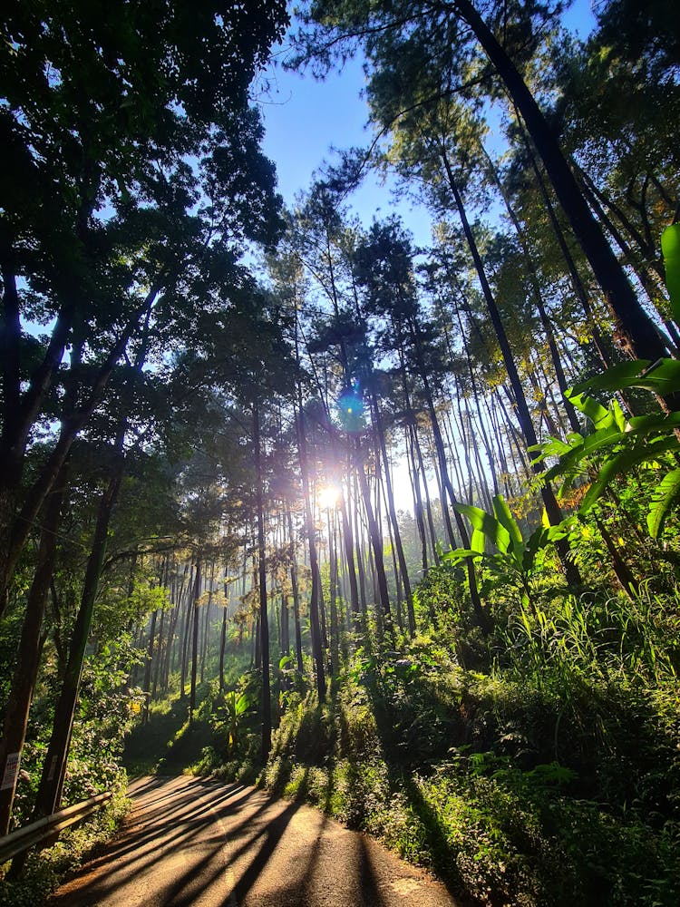 Road In Between Tall Trees