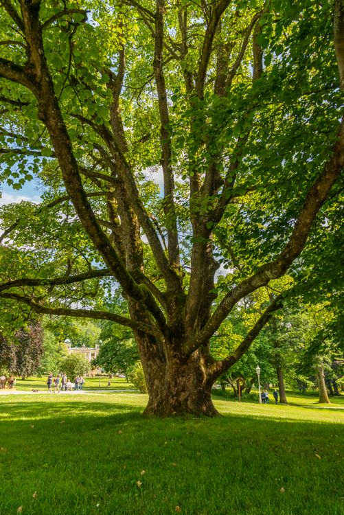 Big Tree on Green Field · Free Stock Photo