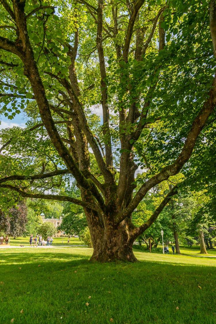 Big Tree On Green Field