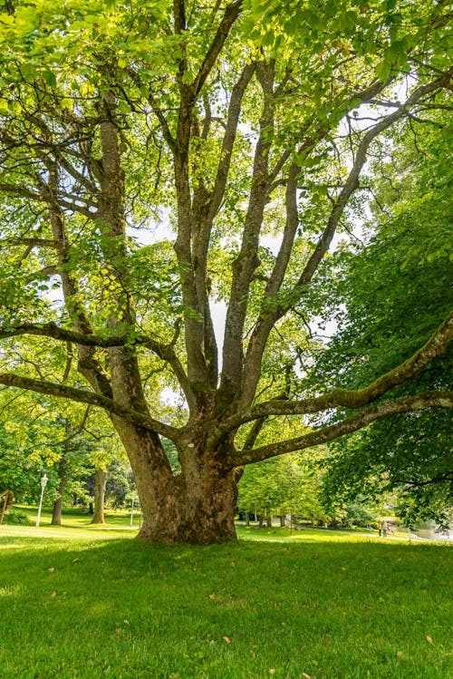 가지, 공원, 나무 줄기의 무료 스톡 사진