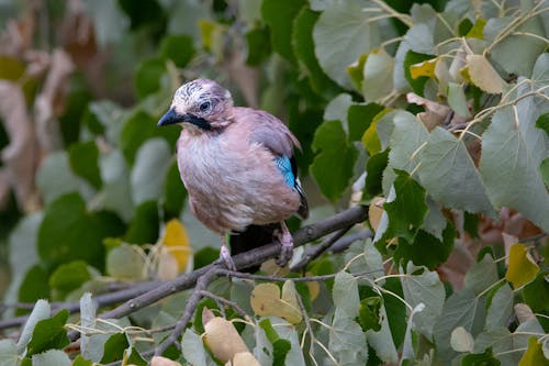 Gratis arkivbilde med eurasian jay, fugler, fuglfotografi