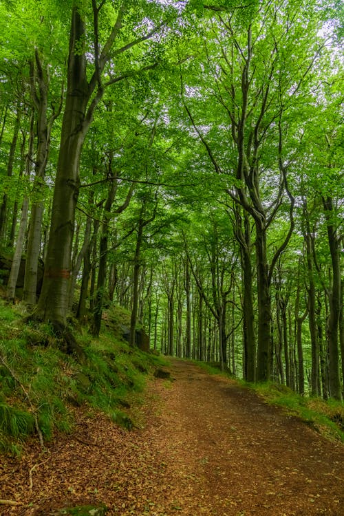 Gratis stockfoto met Bos, bossen, groene bomen