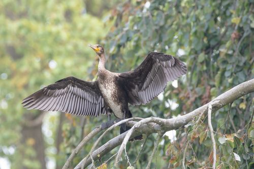 Free A cormorant with wings spread perched on a tree branch against a leafy background. Stock Photo