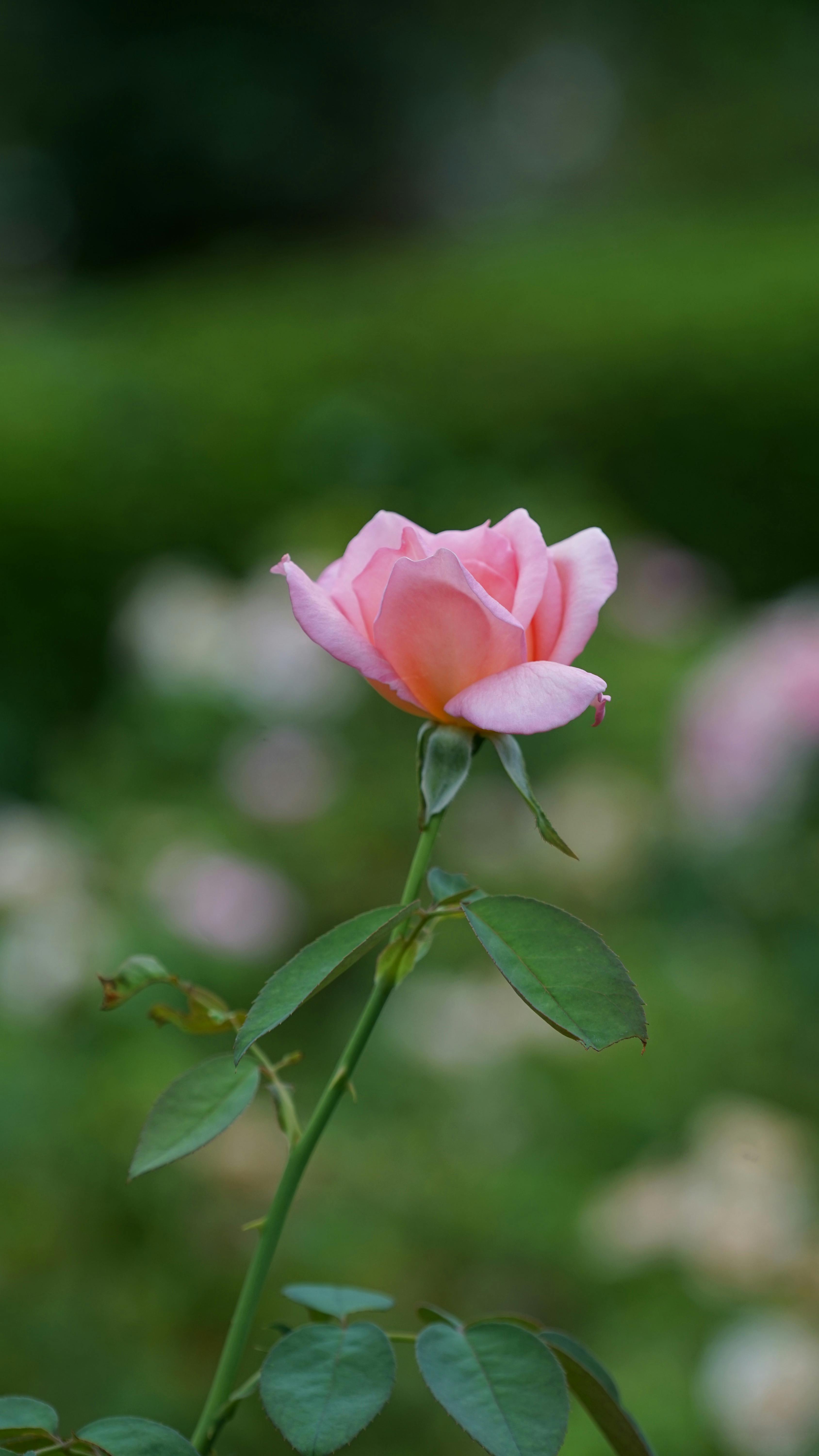 Close Up Photo of a Flower · Free Stock Photo