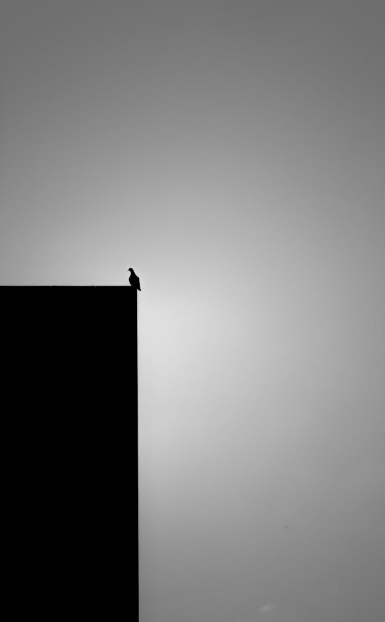 Silhouette Of Bird Perched On The Edge Of A Structure