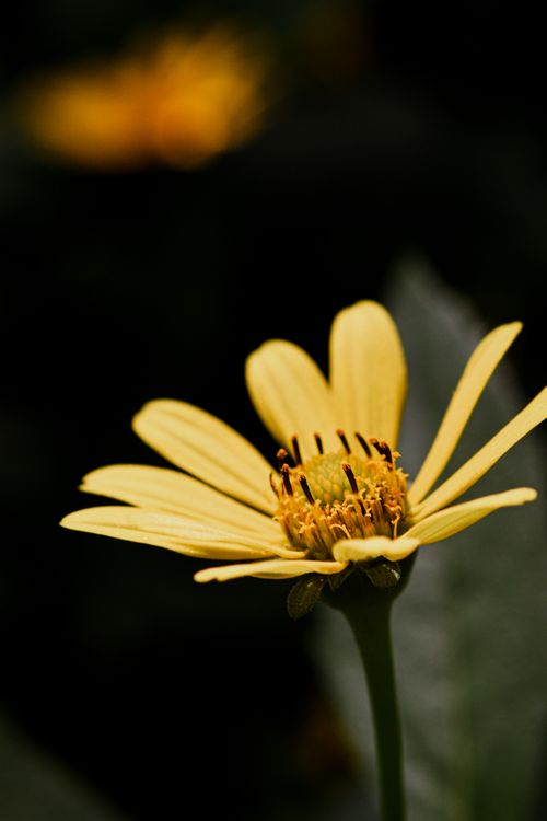 Free Detailed close-up of a vibrant yellow Helianthus flower bloom against a dark blurred background. Stock Photo