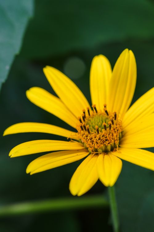 Free Close-up of a bright yellow false sunflower, showcasing its detailed petals and vibrant colors. Stock Photo