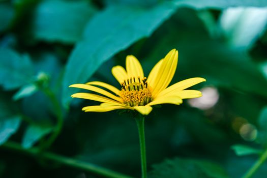 Close-up of a vibrant yellow Jerusalem artichoke flower with lush green leaves in the background.