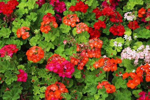 Bezpłatne Darmowe zdjęcie z galerii z flora, fotografia kwiatowa, geranium ogrodowy Zdjęcie z galerii