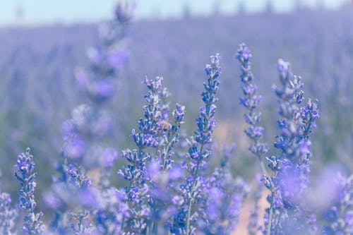 Gratis arkivbilde med engelsk lavendel, flora, lavendel blomster