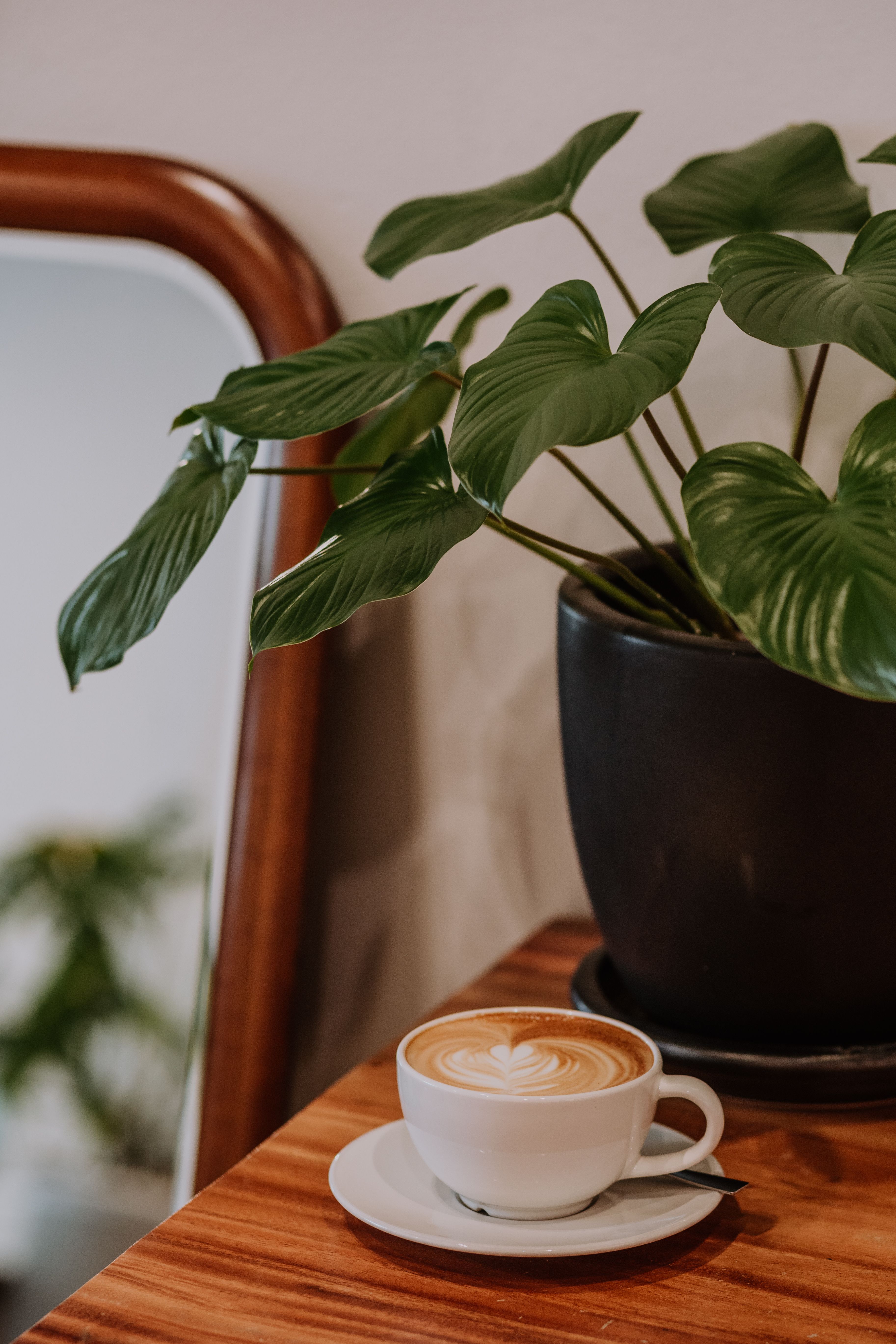 Coffee on a Table Next to a Plant  Free Stock Photo