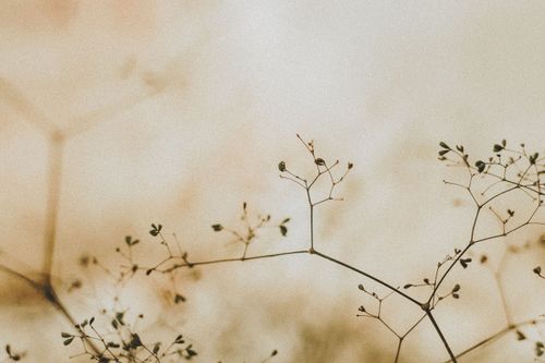 Free Close-up of delicate plant branches with a warm, soft focus background in Aracati, Brazil. Stock Photo