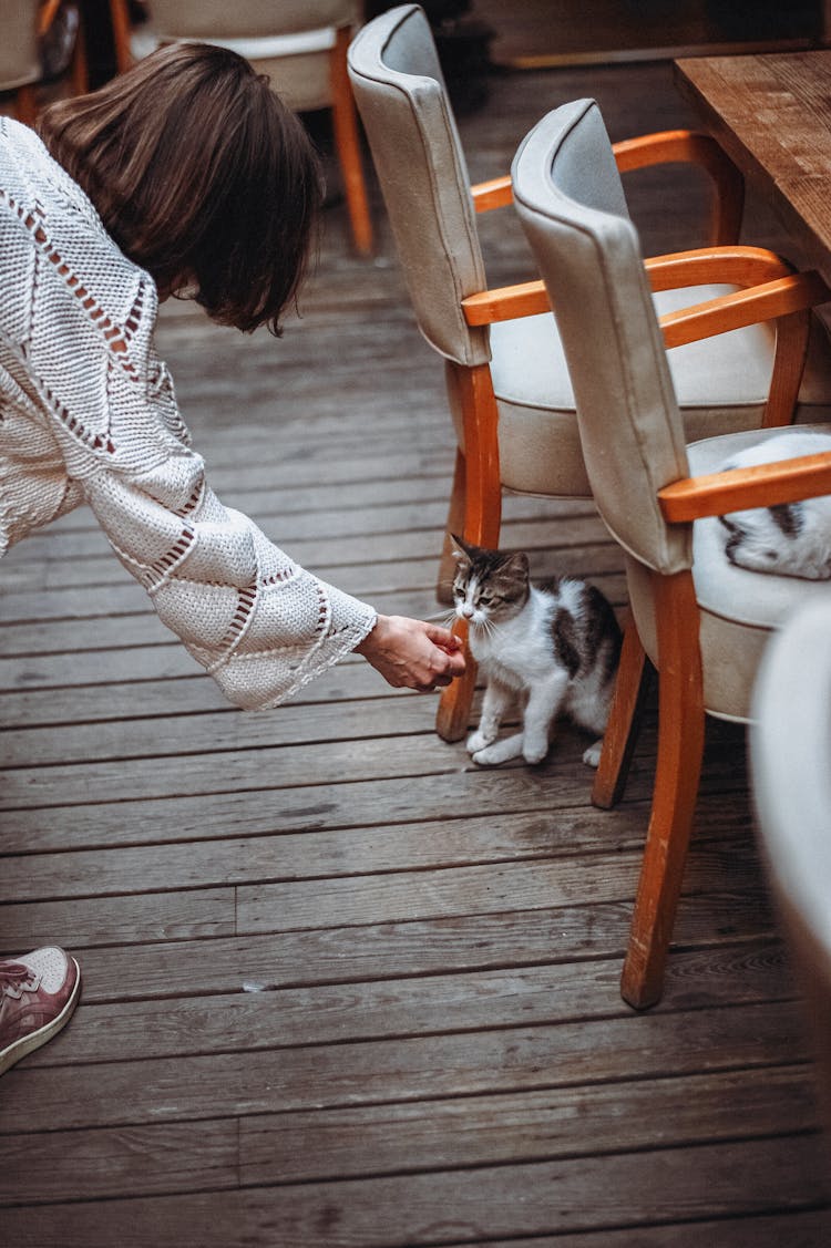 Woman In White Long Sleeves Feeding The Cat