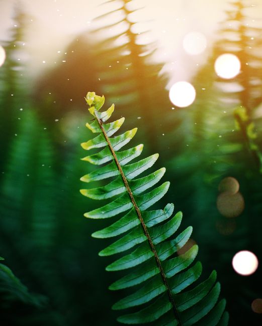Close-up of a vibrant fern leaf in sunlight. Captured outdoors in Nairobi.