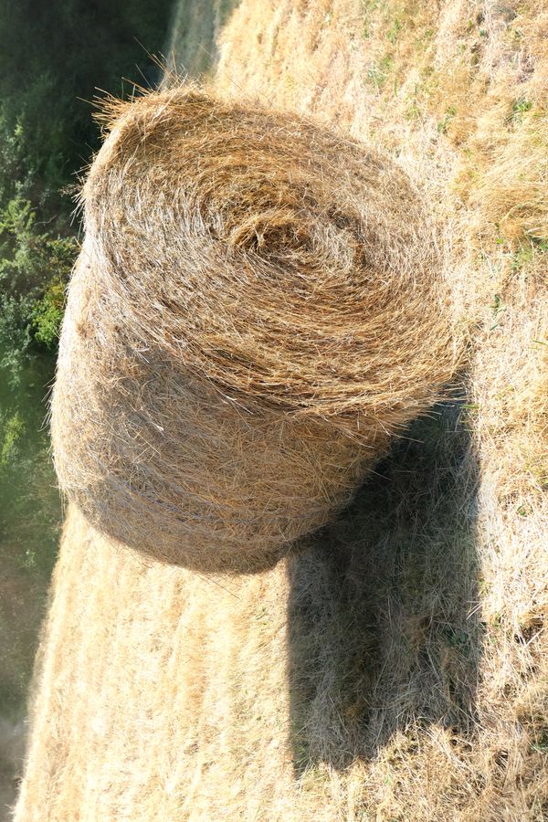 Rouleau