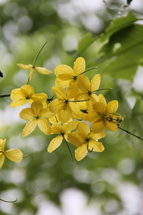 Free Bright yellow Cassia Fistula flowers adorned with dew drops, captured outdoors during the day. Stock Photo
