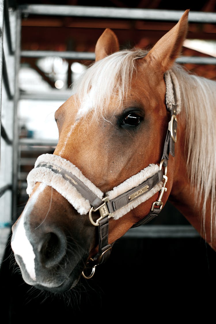 Close-Up Shot Of A Horse 