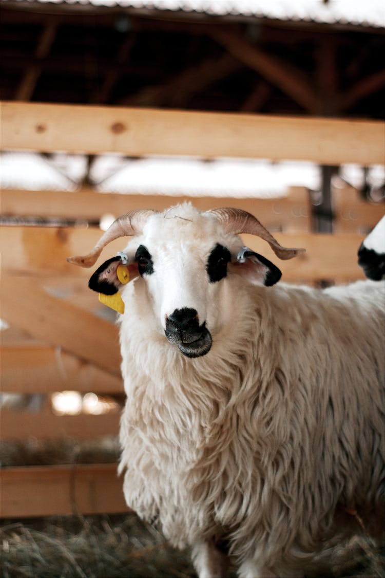 White Churra Sheep In Blurred Background 