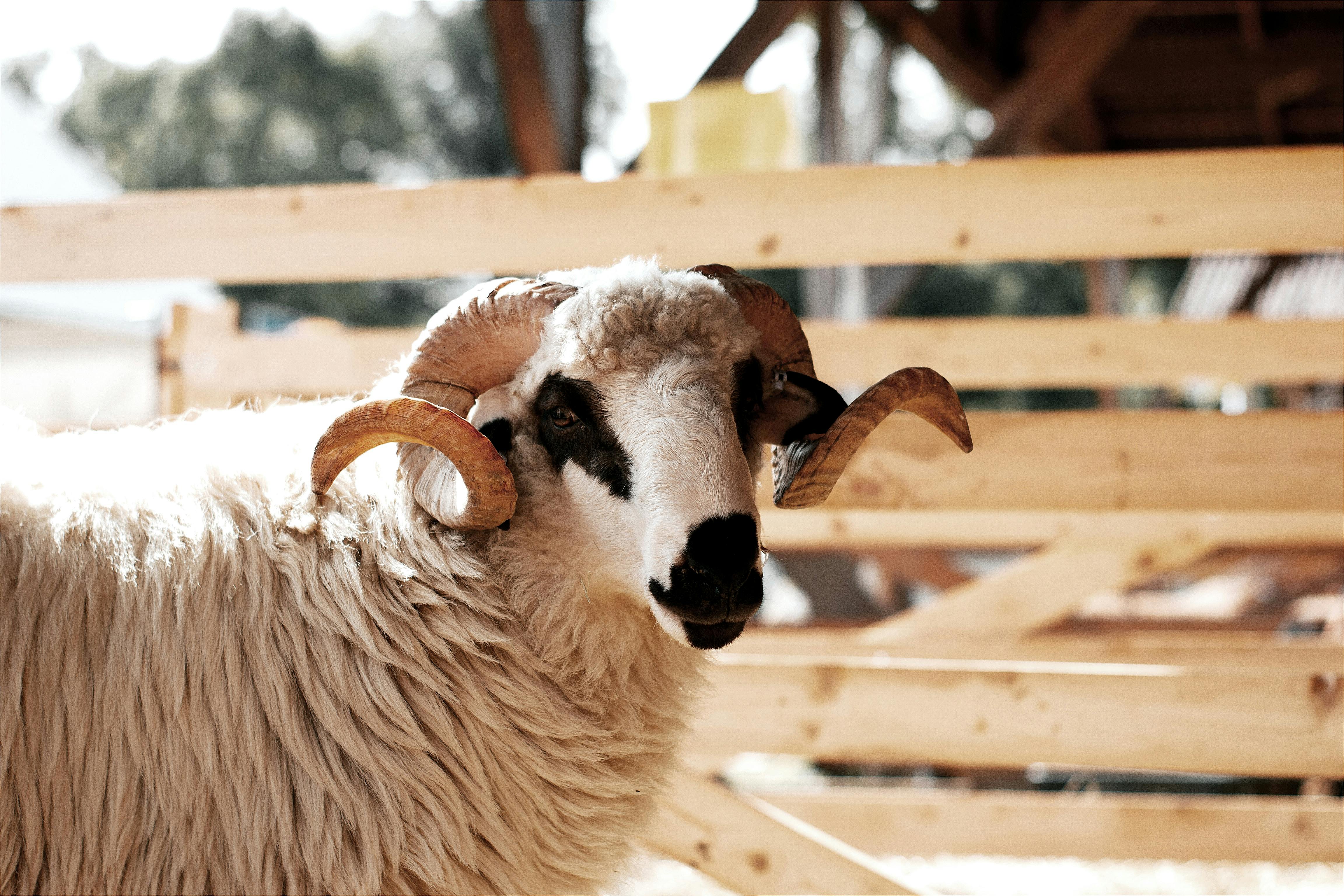 grátis Foto profissional grátis de agricultura, agricultura tradicional, ambiente rústico Foto profissional