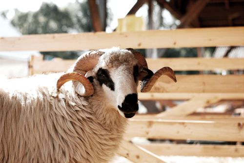 Free Close-up of a horned sheep in a Hungarian farm setting, exhibiting rustic charm. Stock Photo