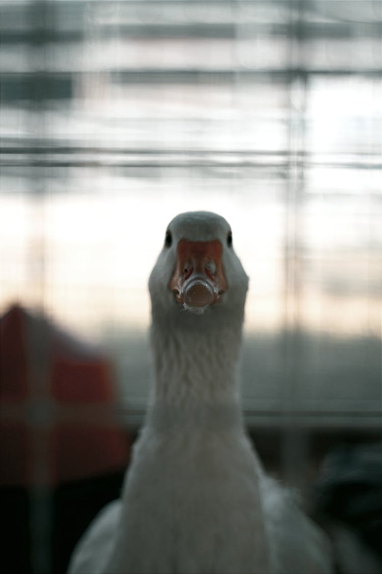 Close-Up Shot Of A Domestic Goose
