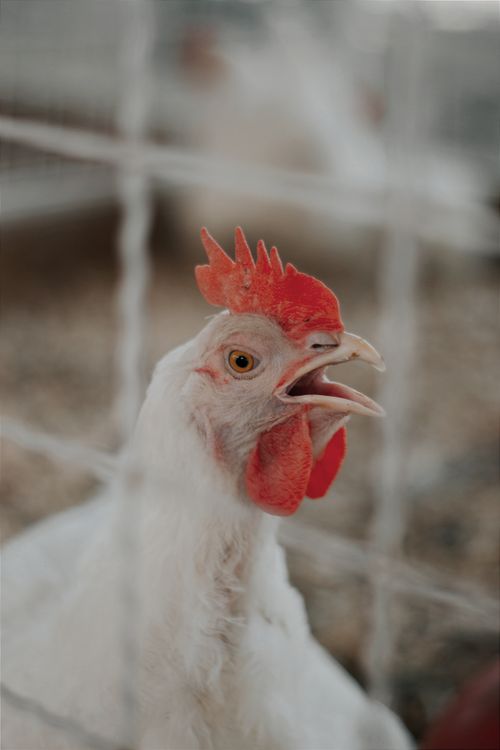 Free A close-up of a white chicken with red comb behind a wire fence, photographed in Hungary. Stock Photo