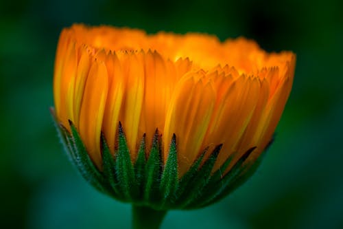 bitki örtüsü, büyüme, çiçek fotoğrafçılığı içeren Ücretsiz stok fotoğraf