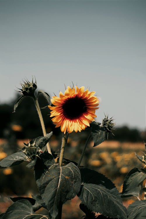 Close-Up Shot of a Sunflower