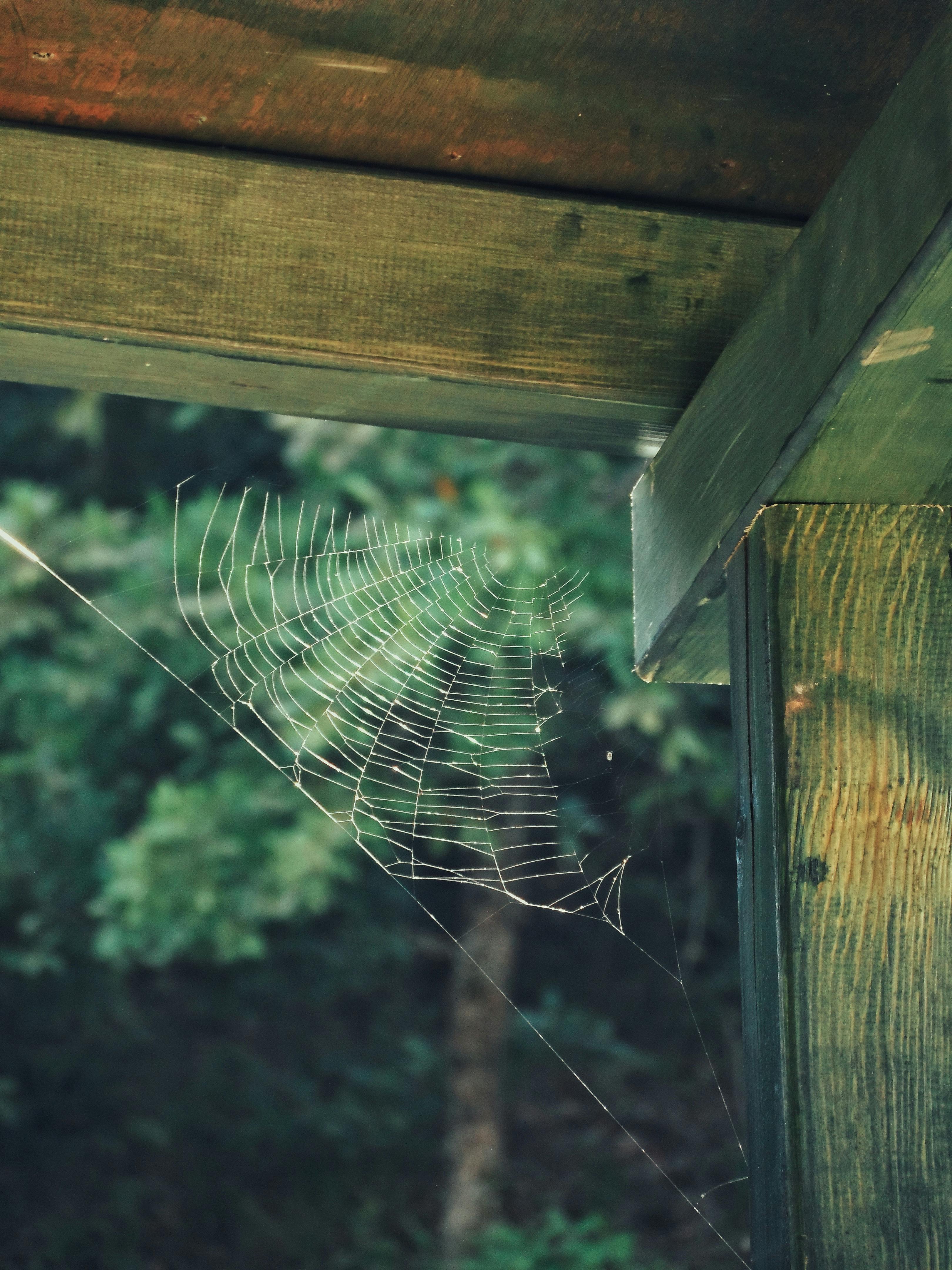 Cobweb on Ceiling Corner · Free Stock Photo