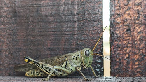 Free stock photo of bug, bugs, grasshopper