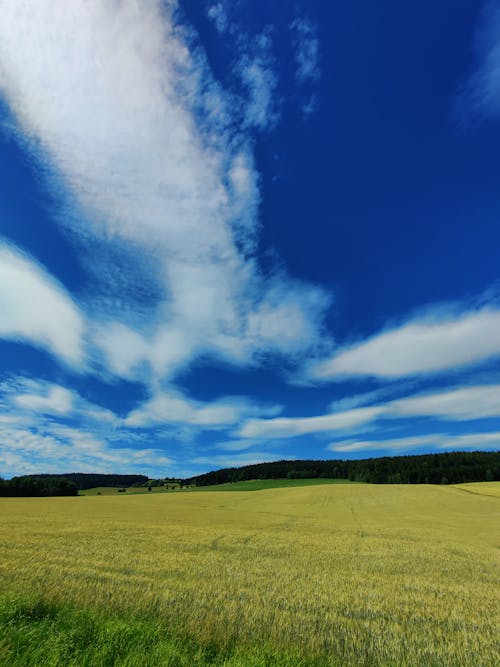 Imagine de stoc gratuită din câmp, cer albastru, fotografiere verticală