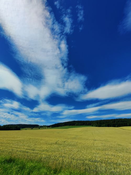 Free Vast rural landscape with golden fields and a vibrant blue sky in Lichkov, Czechia, during summer. Stock Photo